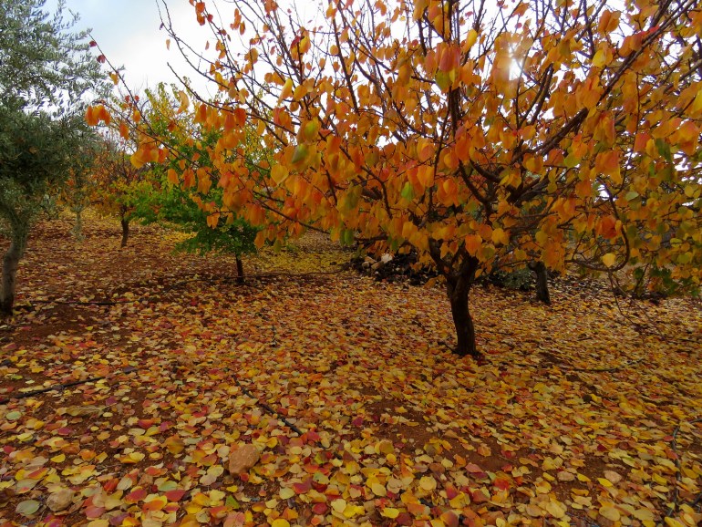 A very colorful autumn scene in the north of Jordan as tree leaves were falling on the ground.; Shutterstock ID 1059225674; purchase_order:Digital newsroom; job:Aljazeera network; client:Aljazeera Jordan; other: